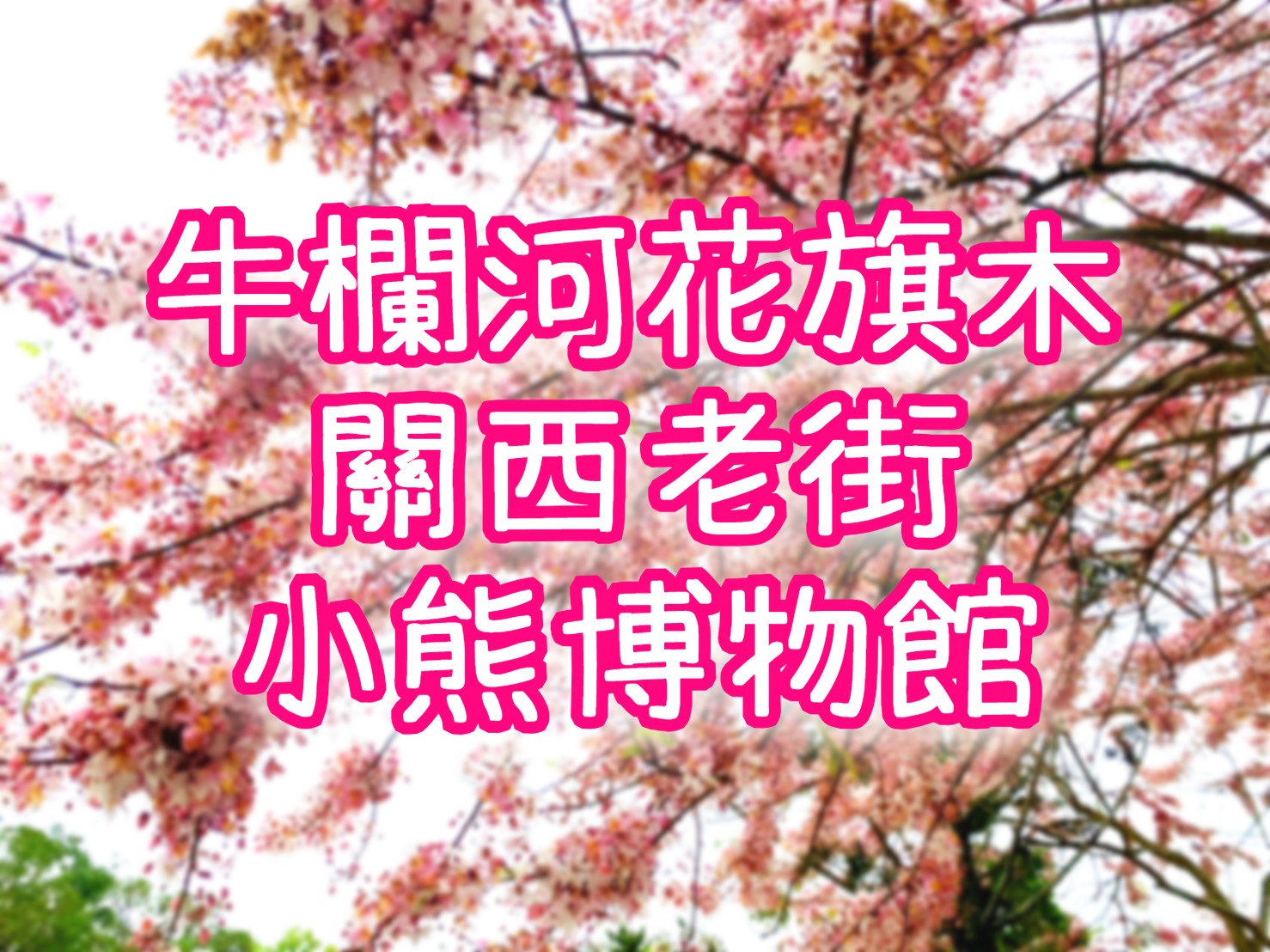 【2026花旗木】牛欄河親水公園・關西老街・小熊博物館・龍潭大池　桃竹一日遊（HSH22）