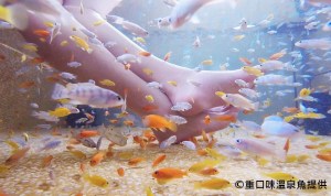 【重口味溫泉魚】礁溪溫泉魚咬腳 溫泉&山泉水12種溫泉魚咬腳