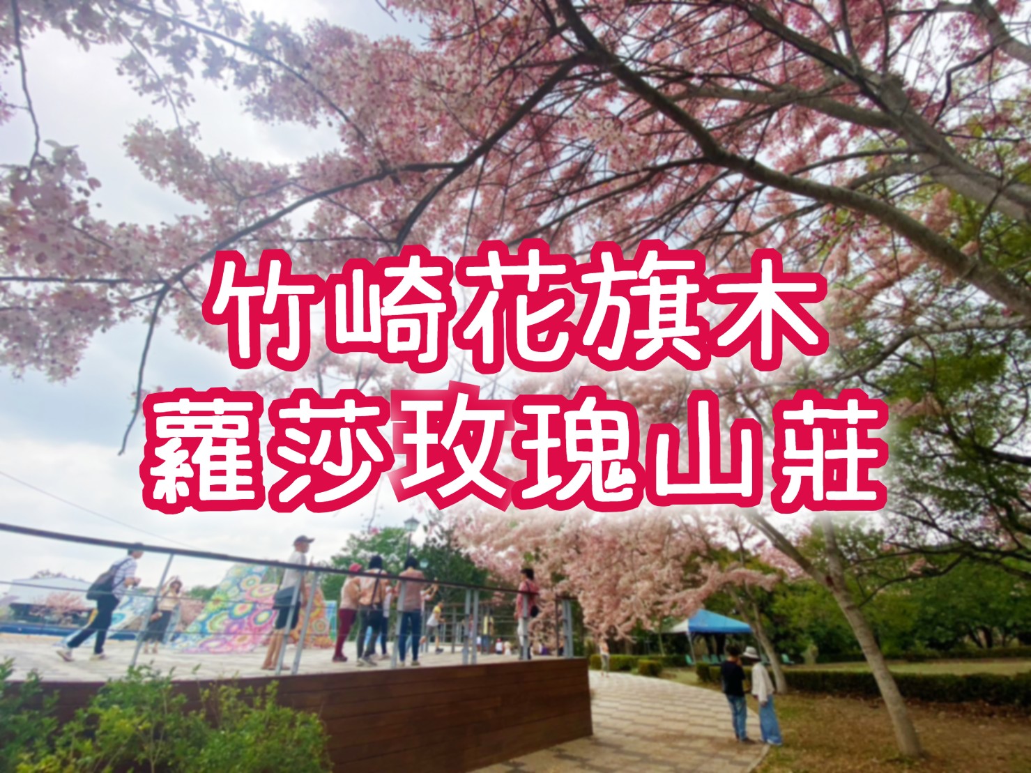 阿里山夜未眠　玉山觀日神木森林浴