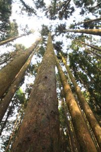 阿里山森林園區