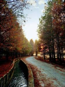 10:30~11:30【九芎落羽松祕境】位於雲林的九芎落羽松祕境，擁有上千顆高大的落羽松，每到冬季染上一片橘紅，彷彿童話世界般的仙境～（※因路段限制，遊覽車下車後需步行約15分鐘抵達景點）