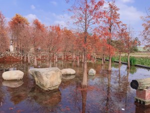 13:50~15:20【泰安羽粼落羽松秘境】台中最美夢幻落羽松秘境！陽光灑落橘紅落羽松間彷彿置身仙境～是秋冬絕對不可錯過的美景！再走訪泰安鐵道文化園區，舊鐵道、花梁鋼橋、舊車站，沿著鐵道步行到大安溪的花樑鋼橋，體驗百年鐵道彷如穿越時空的懷舊氛圍