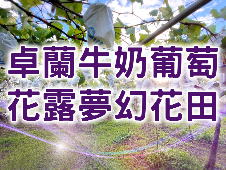 🍇【夏季賞花採果】浪漫花田鮮果甜　苗栗卓蘭採果一日遊 （MAL16）