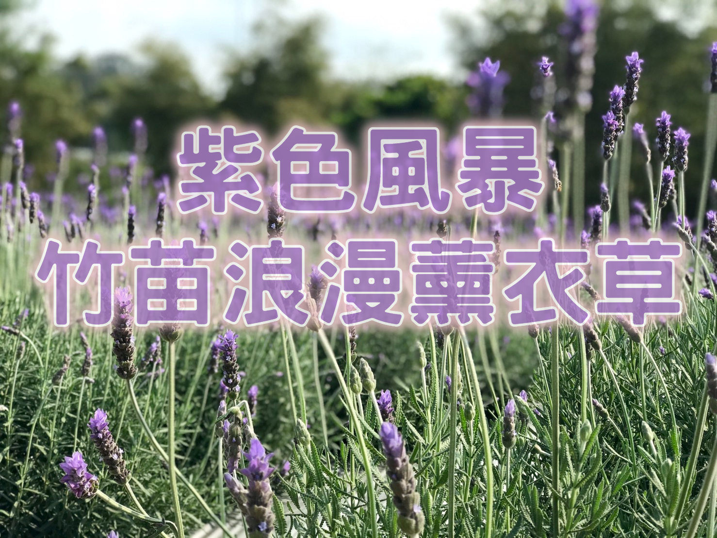 💜【2022薰衣草季】紫色風暴　竹苗浪漫薰衣草一日遊 （MAL15）