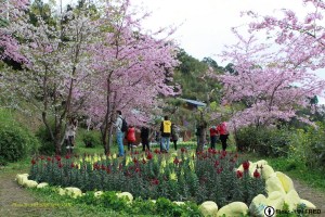 10:30-13:00【恩愛農場】耕作面積達4公頃，位置居高臨下，視野絕佳。每年2-3月為恩愛農場櫻花盛開季節，十分美麗。園區內設有小木屋、露營營地、水蜜桃、烏龍茶、有機蔬菜等區域。(午餐於此自理)