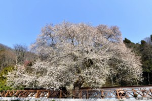 10:30~12:00【觀霧國家森林遊樂區～觀霧山莊霧社櫻王】全台最大株的雪白霧社櫻，樹齡至少有80年以上，每年春天雪白花朵綻放，又被稱作「霧社櫻王」