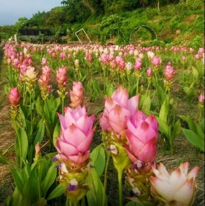 14:10~15:00【外埔薑荷花農場】占地約300坪近1萬5千株的薑荷花盛開，漫步在粉嫩清雅的浪漫花海中，欣賞季節限定的夢幻美景