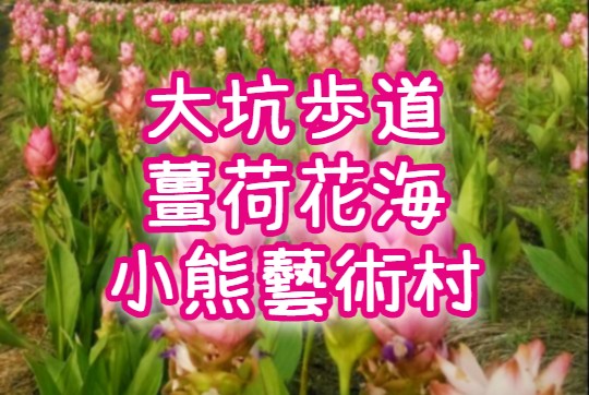 🐻薑荷花海・小熊藝術村・大坑步道　台中一日遊（TCH29）👶