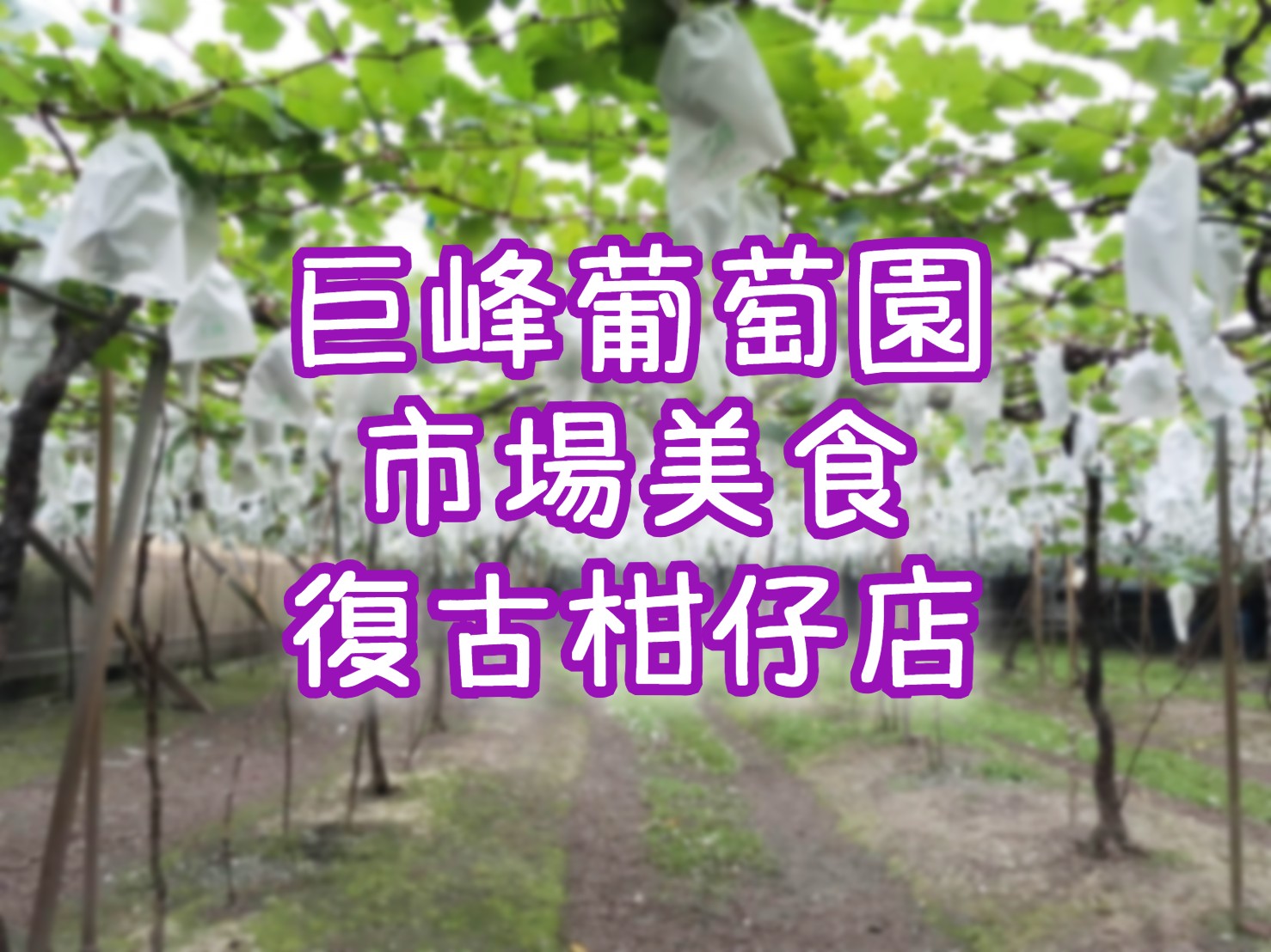 巨峰葡萄採果・員林第一市場・大路畔柑仔店・茉莉花壇夢想館　彰化一日遊（CWH26）